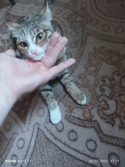 A domestic short-haired cat is being petted by a person's hand. The cat has tabby markings with white fur on its face and paws. It is lying on a brown carpet with a patterned design. The image includes a timestamp in the bottom right corner reading "02.07.2026 17:11" and "REDMI NOTE 11" in the bottom left. The scene appears to be indoors, in the city of City of Türkmenabat, Turkmenistan.
