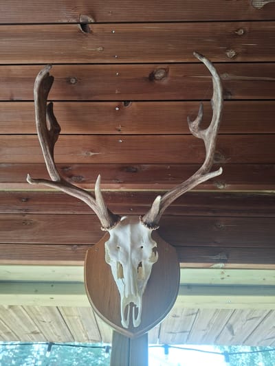 A mounted deer skull with antlers is displayed against a backdrop of horizontal wooden planks. The skull is bleached white, and the antlers are a light brown with visible tines. The wooden planks are stained a dark brown. Below the mounted skull, lighter colored wooden planks are visible, and further down, blurred green foliage and string lights can be seen, suggesting an outdoor or covered outdoor setting. The specific location is identified as Karčiupis, Lithuania. There are no people or actions depicted in the image.