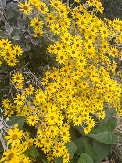 The image shows a dense cluster of bright yellow flowers with dark brown centers, resembling daisies, interspersed with grey, fuzzy foliage. The flowers are in various stages of bloom, with some fully open and others still in bud. Some of the grey leaves appear to be from the same plant as the flowers, while larger, dark green leaves, possibly from a different plant, are also visible in the lower right section of the image. The background is a blurred mix of green and brown, suggesting a natural outdoor environment. There are no people or animals visible in the image, and no specific urban features are identifiable to suggest a location within Middleton Tyas.