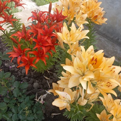 A close-up, top-down, eye-level shot captures a vibrant flowerbed containing two distinct types of lilies in Cepeleuți, Moldova. On the left, a cluster of red lilies with pointed, reflexed petals and prominent stamens commands attention. These flowers are interspersed with dark green foliage and a dark, loamy soil bed, upon which scattered fallen petals and dried plant debris are visible. To the right, a dense collection of yellow lilies with fuller, more open blooms and distinct dark orange stamens fills the frame. These lilies also feature dark green leaves, and their stalks are visible against a textured, light gray concrete surface. The concrete appears to be a pathway or border, with a slight slope leading upwards and to the right. The overall impression is one of a well-maintained garden, showcasing the contrasting colors and forms of the blooming lilies.
