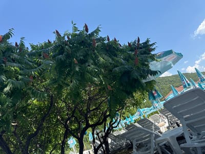 The image captures a sunny outdoor scene in Pchelishte, Bulgaria, likely a resort or recreational area near a body of water, given the presence of beach chairs and umbrellas. In the foreground, a large tree with lush green leaves and prominent reddish-brown seed heads dominates the left side of the frame. The branches of the tree extend upwards, some obscuring the clear blue sky above. To the right, a row of white plastic lounge chairs is visible, arranged neatly. Behind the chairs, numerous teal-colored beach umbrellas are set up, many bearing the "Nestle" logo. The umbrellas are a mix of open and closed, with some in the background appearing further away. The background reveals a verdant, tree-covered hillside, suggesting the location is nestled within a natural landscape. The overall impression is one of a relaxed, sun-drenched environment ready for visitors. There are no people clearly visible in the image.