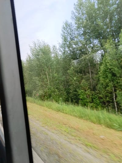 The image shows a view from a vehicle, likely a car, looking out a window. On the left, a portion of the vehicle's interior is visible, with a dark frame bordering the window. The scene outside is a rural landscape with a dense forest of deciduous trees on the right side of the frame. The trees are a mix of greens, with some appearing lighter and others darker. The ground in front of the forest is covered in a mix of dry, yellowish grass and some greener patches. A dirt or gravel path or road runs diagonally from the bottom center towards the right side of the frame, appearing blurred due to motion. The sky above is overcast with a pale blue and white hue. No people are visible in the image. The location is described as Purysevo, Russia, which suggests a rural or semi-rural setting.