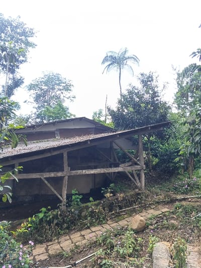 An old, dilapidated structure with a slanted corrugated metal roof sits amidst lush vegetation. The wooden frame is exposed, revealing a cement interior. Overgrown greenery surrounds the building, with trees and a palm silhouetted against a bright sky. A brick-paved path, partially covered in plants, leads towards the structure. A rocky area is just below and adjacent to the path.