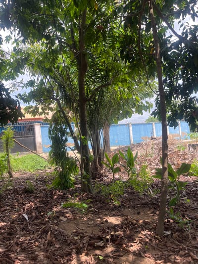 The image shows a view of a partially obscured blue concrete fence in Osogbo, Nigeria, framed by trees and foliage. The ground is covered in leaves and sparse vegetation. The fence appears weathered. A building is visible through a gap in the trees. The sky is visible in patches.