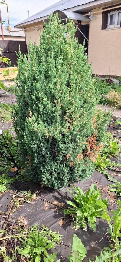 A tall, conical evergreen shrub, likely a juniper, stands prominently in the foreground of a residential yard. The shrub is a vibrant green with some areas of brown, indicating possible dryness or damage. It is planted on a dark, woven ground cover fabric, which appears to be weed barrier. Surrounding the shrub are various green plants, some of which resemble weeds, growing both on and around the fabric. In the background, a beige house with a brown trim window and a dark brown door is visible, along with a section of a corrugated metal fence and a light-colored roof. A tall yellow pipe or conduit also rises near the fence. The scene is outdoors, suggesting a temperate climate, likely during daytime given the lighting. The location is identified as Verkhneural'sk, Russia.