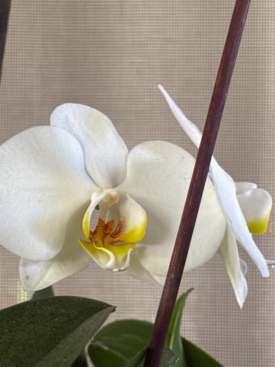 A close-up, eye-level, natural light shot shows a white orchid bloom with yellow and red accents in its center. The orchid is in focus, with a blurred background of a light brown textured surface. A dark brown stick, likely a support stake for the plant, runs vertically through the right side of the frame. Two dark green leaves are visible at the bottom of the image. The overall scene is peaceful and domestic, suggesting it could be found in a home or garden setting within Veselina, Bulgaria. There are no people present, and the focus is entirely on the botanical subject.