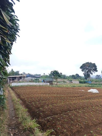 A rural landscape with a recently cultivated field in the foreground shows small plants emerging from the brown soil. Adjacent is a narrow dirt path overgrown with grass. In the distance, structures including a barn and a fenced area are visible amidst greenery. Several trees dot the scene under a cloudy sky. Lush vegetation fills the left edge of the frame, obscuring some of the view. A white tarp is seen laying on the field.