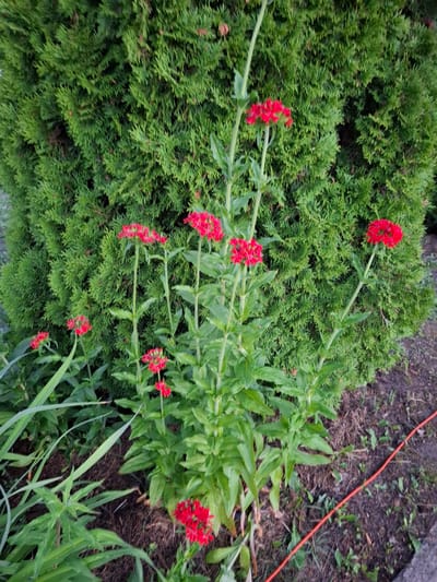 A group of bright red flowers with green stems and leaves are in bloom in front of a dense green hedge. The flowers are clustered at the tops of tall, slender stems. The ground around the plants is covered with brown mulch and some scattered small weeds. A thin orange cord runs diagonally across the lower right portion of the image. The scene appears to be an outdoor garden setting, likely in Grigorovo, Russia, given the context. No people are visible.