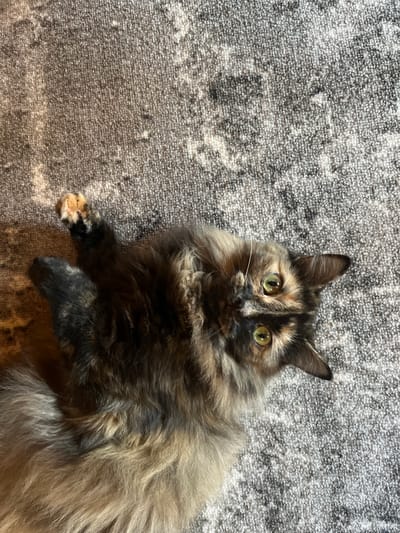 A tortoiseshell cat with green eyes lies on its back on a grey patterned carpet. The cat's paws are raised, and its body is oriented diagonally across the frame. The lighting suggests an indoor environment. The image does not contain any information about the city of Pamyati 13 Bortsov, Russia.