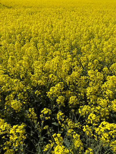 The image displays a vast field of vibrant yellow rapeseed (canola) flowers, stretching from the immediate foreground into the distant horizon. The perspective is slightly elevated, looking down and across the dense plant growth.
In the foreground and midground, individual four-petaled yellow flowers, along with their green stems and leaves, are distinctly visible. They are densely packed, forming a rich, textured surface of bright yellow, interspersed with patches of darker green and shadows, indicating strong sunlight. The details of the blossoms and foliage are sharp, revealing the intricate patterns of the flowering plants.
As the field recedes towards the left side and into the distance, the individual plants become less discernible, blending into a uniform, brilliant yellow expanse that dominates the landscape. The overall impression is one of a sweeping, almost endless carpet of yellow.
No people or man-made objects are present in the scene. The image captures the natural beauty of an agricultural landscape in full bloom. The time of day appears to be bright daylight, suggesting sunny and clear weather. This type of field is characteristic of agricultural regions, consistent with the provided location context of North Hertfordshire, United Kingdom, where rapeseed cultivation is common. There is no visible text in the image.