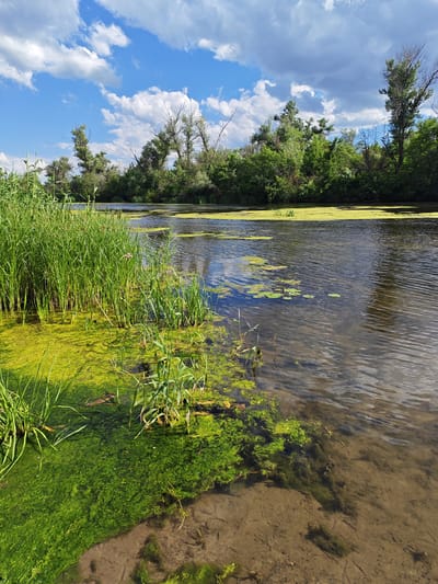 A wide, slow-moving river flows through a natural landscape under a partly cloudy sky. Tall, green reeds line the left bank, with some floating green algae visible in the water near the shore. The river's surface is rippled, reflecting the sky. On the opposite bank, dense green trees and shrubs form a thick treeline, with a few taller, bare trees interspersed among them. The sky is a vibrant blue with scattered white and gray clouds. The bottom of the riverbed is visible in the shallow foreground, appearing sandy with some submerged vegetation. The overall scene depicts a tranquil, natural environment.