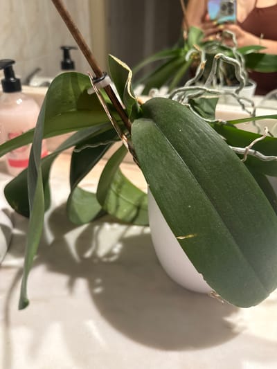 An indoor, close-up shot focuses on the leaves and stem of a potted Phalaenopsis orchid. The orchid's dark green, broad leaves are the primary subject, with one large leaf dominating the foreground. A brown wooden stake supports the plant, secured by a white plastic clip. The background is out of focus but reveals elements of a bathroom countertop, including a pink soap dispenser and a faucet. The orchid is in a white pot, and some aerial roots are visible, suggesting the plant is healthy. The overall lighting is soft and diffused, casting shadows on the countertop. The image was taken in Getafe, Spain.