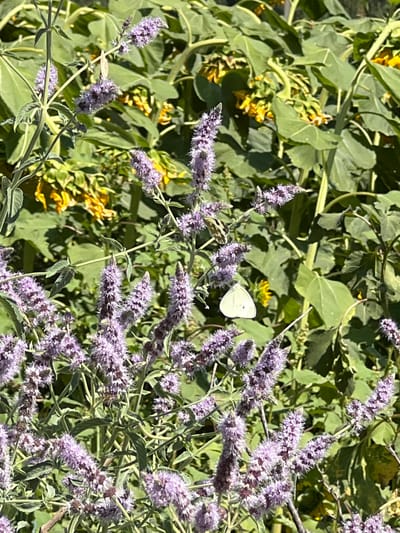 A white cabbage butterfly with black wing markings is perched on a stalk of purple flowers in front of green foliage and yellow flowers. The scene is outdoors, likely in a garden or field. The butterfly is positioned in the center-right of the image, with its wings open and facing to the left. The purple flowers are clustered at the top of thin stems, and some of the yellow flowers are visible in the background, interspersed with large green leaves. The lighting suggests it is daytime, with strong sunlight casting shadows. There are no people or man-made structures visible. The location of Karamazar, Uzbekistan, is not visually discernible from the image itself.