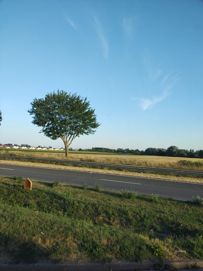 A single, mature deciduous tree stands in a field of dry grass, its branches spread wide under a clear blue sky with a few wispy white clouds. In the middle ground, a paved road runs horizontally, separated from the field by a metal guardrail. Beyond the field, a row of white houses with red roofs forms a distinct line against the horizon, suggesting a suburban or rural settlement. The foreground is dominated by a grassy embankment, with a small, orange marker post visible on the left side of the road. The lighting suggests it is late afternoon or early morning, with the sun casting soft shadows. The location is Vitry-en-Artois, France.
