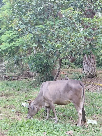 A light brown-grey cow with small horns and a visible collar is depicted grazing on green grass in Keude Cunda, Indonesia. The cow's head is lowered, positioned towards the ground, consuming vegetation. Scattered white plastic debris is present on the grass around the cow. The background features dense green foliage from multiple trees. One tree, located in the upper left, bears clusters of unripe rambutan fruits. A large, spherical wasp nest or beehive is suspended from a branch of a central tree. Additional tree trunks and a partial wooden fence structure are visible on the left. The scene is an outdoor, vegetated environment.