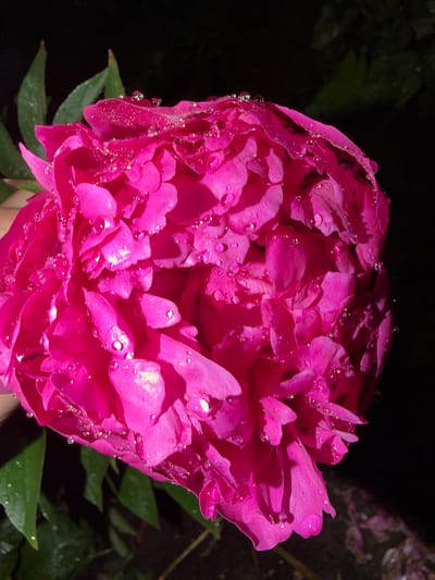The media file is a close-up, low-light, full-frame photograph of a vibrant pink peony flower at night. The flower is fully bloomed, with many layers of delicate petals. Numerous small water droplets are visible on the surface of the petals, catching the light and creating small, sparkling highlights. The background is dark and out of focus, with suggestions of dark green foliage, indicating an outdoor setting, likely a garden. The lighting is artificial, illuminating the flower and accentuating the texture of the petals and the water droplets. The overall mood is serene and intimate, highlighting the natural beauty of the flower in the quiet of the night, possibly after rain. No text is visible in the image.