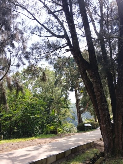 A sunlit pathway meanders through a lush, green forest. Tall, dark-barked trees with thin, drooping branches frame the scene. Dense foliage blankets the left side, while a paved road stretches ahead. A small sign stands beside the path, and a low concrete barrier lines the road's edge. The bright sky peeks through the dense canopy.