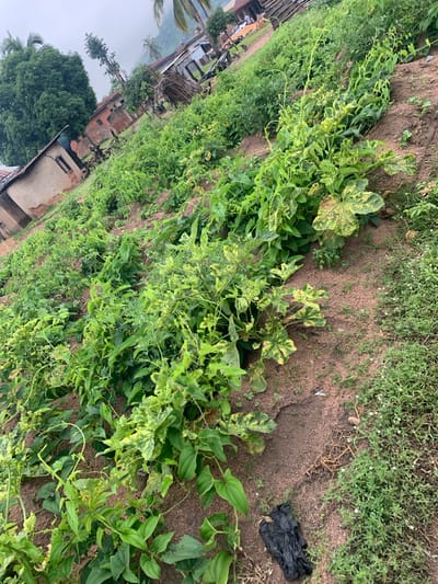 An outdoor, medium-shot, high-angle photograph captures a patch of farmland in Gboko, Nigeria. The soil is reddish-brown, with rows of green plants stretching diagonally across the frame. Some plants exhibit signs of yellowing and distress. In the background, a rustic building with a brown, sloped roof is visible, accompanied by several palm trees. The sky is overcast. A black plastic bag lies on the ground in the foreground.