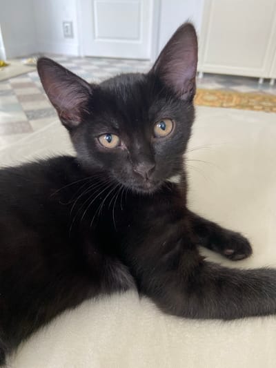 A black kitten with yellow eyes is lying on a light-colored surface, possibly a bed or rug. The kitten's ears are pointed upwards, and its whiskers are clearly visible. There is a small patch of white fur on its chest. The background is slightly out of focus, showing a tiled floor and a white door or cabinet. The lighting appears to be natural, coming from the left. This image was taken in Meshcherskoye, Russia.