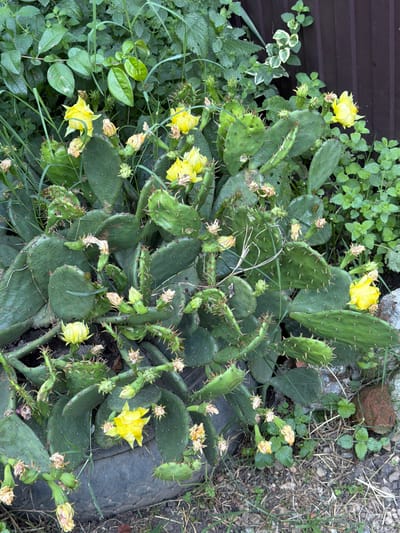 A prickly pear cactus with yellow flowers is growing in a garden. The cactus has flat, paddle-shaped leaves covered in sharp spines. Several yellow flowers are in bloom, with some buds also visible. The surrounding area is overgrown with green plants and weeds. In the background, a dark brown wooden fence is visible. The ground is covered with dirt, small stones, and dry grass. A portion of a black tire is visible in the lower right of the frame. The scene appears to be outdoors on a cloudy day. There is no visible text. The setting is likely a backyard or garden in Yuzhnyy, Russia.