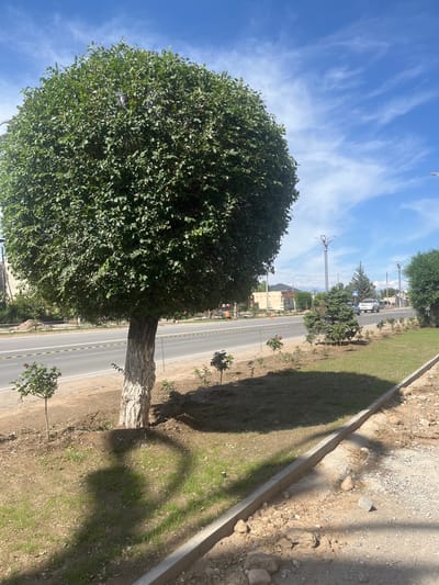 A street view in Balykchy, Kyrgyzstan, captured on a bright, sunny day. The sky is a vibrant blue with wispy white clouds, suggesting fair weather. Dominating the foreground is a large, round, leafy tree. Its trunk is rough and textured, with a section near the base appearing lighter in color, possibly from a protective coating or natural variation. To the right of the tree, a paved road runs parallel to a grassy verge. The road has yellow and black striped markings. The verge is edged by a concrete barrier. Beyond the road, there are buildings, more trees, and streetlights, indicating an urban or semi-urban setting. A white vehicle is visible on the road. The overall scene is bathed in sunlight, casting distinct shadows from the tree and potentially other unseen objects onto the ground. The image is oriented vertically. There is no visible text in the image.