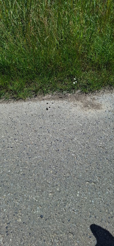 The image shows a patch of grass next to an asphalt surface. There are a few small white daisies in the grass. On the asphalt, there are several dark, irregular clumps of what appears to be animal droppings. The scene is outdoors on a sunny day. The location is a roadside in Nörvenich, Germany.