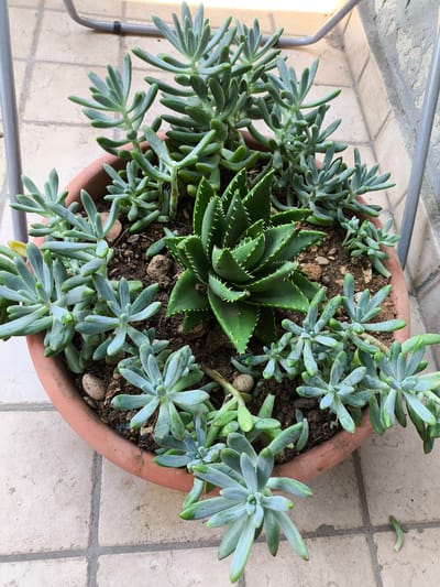 This is a top-down, eye-level, medium shot of a terracotta pot filled with various succulents. The plants are a mix of pale green and blue-green hues, with thick, fleshy leaves characteristic of succulents. In the center of the pot, a spiky, dark green aloe vera plant stands out. The surrounding plants are smaller and have more rounded leaves. Some of the succulents are elongated and trailing, while others are more compact and rosette-shaped. The soil in the pot is dark and appears to be a mix of earth and small pebbles.
The pot is placed outdoors on a tiled surface that is light beige with grey grout lines. In the background, a grey metal railing or frame is visible, and a slightly textured, light-colored wall with visible brickwork can be seen. The lighting suggests it is daytime, possibly late morning or early afternoon, with a bright, diffused light. There are no people or animals visible in the image. The overall scene conveys a sense of calm and natural beauty, with a focus on the diverse textures and forms of the succulents. The location is likely a balcony or patio, given the railing and tiled flooring.