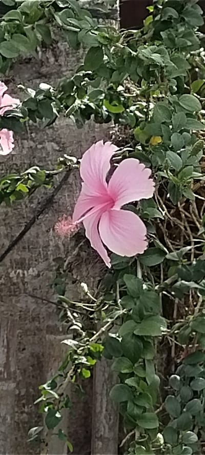 This is a medium shot, eye-level photograph of a pink hibiscus flower in bloom. The flower is in focus and is centrally located in the frame, with its petals unfurled. A prominent stamen extends from the center of the flower. The flower is surrounded by lush green foliage and vines. In the background, a textured, rough surface, possibly a tree trunk or a wall, is visible. The lighting suggests it is daytime. The scene is located in Luengbaro, Indonesia.