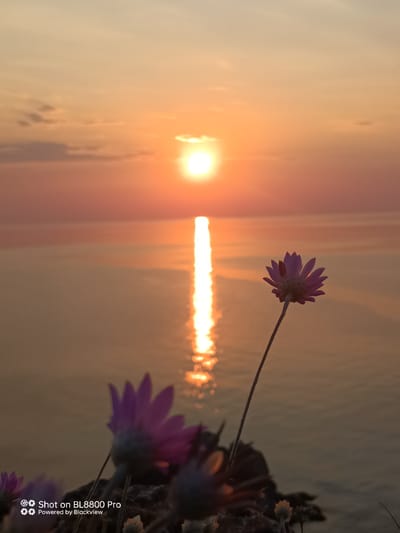 This is a vertical, eye-level, medium shot photograph taken at Kamen Bryag, Bulgaria. The image captures a sunset over the Black Sea, with the sun appearing as a bright, diffused orb in the upper center of the frame. A prominent reflection of the sun stretches vertically down the water. In the foreground, silhouetted against the sunset, are several dried flowers with visible petals. One flower in particular, positioned to the right of center, is in sharp focus, showing its delicate, papery petals. Another flower, with a softer focus and purple hue, is visible to the lower left. The sky transitions from a pale yellow near the horizon to a soft orange and pink as it moves upwards, with subtle cloud formations. The water is a calm, muted gray-orange, reflecting the colors of the sky. A watermark in the lower left corner reads "Shot on BL8800 Pro Powered by Blackview." There are no people or animals visible in the image.