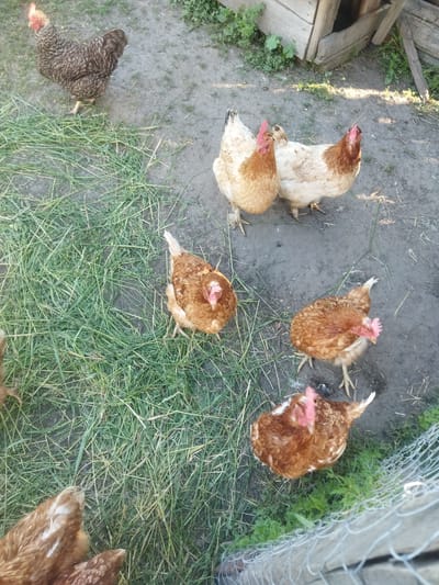 A flock of six chickens are gathered on a dirt and grass area in Sosnivka, Ukraine. In the upper left quadrant, a barred rock chicken stands on the dirt. In the center of the image, two pale brown chickens with reddish-brown necks stand next to each other. In the lower half of the image, three reddish-brown chickens are visible. One is facing away from the camera, and the other two are looking towards the camera. A wooden structure is visible in the upper right quadrant of the image, with green foliage growing around it. A wire fence runs along the bottom right of the image.