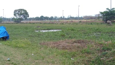 This media file depicts an outdoor scene in Gampongpaya, Indonesia. The foreground features a grassy field with scattered patches of dry grass and some debris, including plastic. On the left side of the frame, a bright blue tarp covers an unseen object, possibly a vehicle or equipment. In the middle ground, a small muddy puddle or shallow pool of water is visible. Beyond the grassy area, a chain-link fence runs horizontally across the image, separating the field from what appears to be an industrial or construction site with tall structures and a red-colored element along the fence line. In the distance, trees and more vegetation are present.
A single light-colored bovine, likely a water buffalo, is grazing in the field to the right of the fence. The sky is overcast, suggesting a cloudy day, and the overall lighting is diffused. The environment appears somewhat unkempt, with overgrown grass and visible refuse. There are no people visible in the frame, and the scene conveys a sense of a rural or semi-industrial landscape. The time of day is indeterminate but appears to be daytime due to the ambient light. No text is visible in the image.