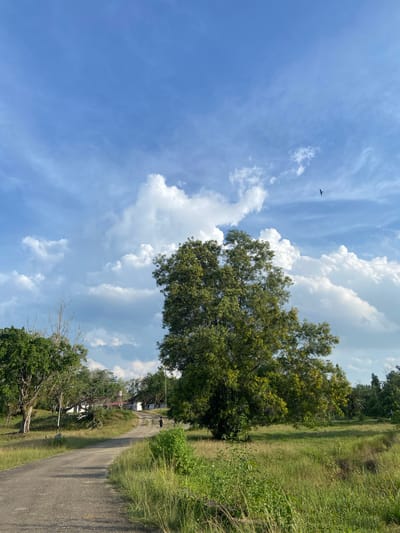 A paved road leads through a grassy field toward a cluster of buildings in the distance under a partly cloudy blue sky. A large, leafy green tree with yellow blossoms stands in the middle ground. A single person is visible walking away from the camera on the road. A bird is flying in the upper right quadrant of the sky. The scene appears to be located in Gudang Batu, Indonesia.