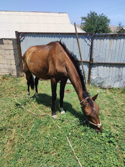 A brown horse is grazing in a grassy area next to a corrugated metal fence. The horse has a rope halter. Behind the horse is a white corrugated roof building and a brick wall. The sky is blue with a few wispy clouds. The location is Sultonobod, Tajikistan.