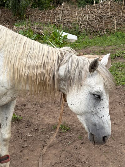 A close-up shot focuses on the head and neck of a white horse standing in a rural outdoor setting, likely a farm or pasture, based on the presence of dirt ground, sparse vegetation, and a rustic wooden fence in the background. The horse has a long, light-colored mane and is speckled with dark spots. Its eye is partially closed, and numerous flies are visible on its face, particularly around its eye and muzzle. A simple rope halter is around its neck. The environment appears dry and earthy. The image does not contain any recognizable landmarks or indicators to pinpoint its specific location within Kaindy, Kyrgyzstan.