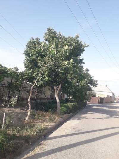 This media file captures a street scene in Khistevarz, Tajikistan, under a clear, bright sky. A prominent, large deciduous tree with dense green foliage occupies the left side of the frame, its trunk and lower branches visible near a dark metal fence that encloses a property. The ground around the tree and adjacent to the road consists of a mix of dry, light-colored grass, darker green vegetation, and dirt.
To the right of the vegetated strip, a paved asphalt road extends into the distance. Long, distinct shadows from trees and possibly utility poles stretch across the road, suggesting either mid-morning or late afternoon sunlight. A small, light blue can with unidentifiable text is visible on the ground near the edge of the road, amidst the dry grass.
The upper portion of the image is dominated by a clear, light blue sky with no visible clouds. Three parallel utility lines or power lines traverse the sky diagonally from the upper left to the mid-right. In the background, beyond the tree and road, several light-colored buildings with simple architectural styles are partially visible. There are no people or animals present, and no specific activity is taking place, depicting a quiet, ordinary street environment.