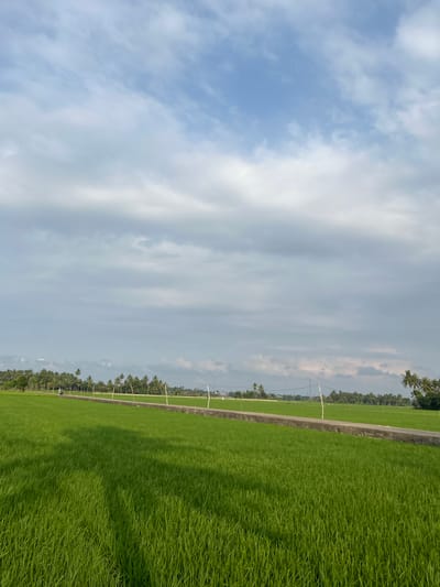 This is a vertical, eye-level, medium shot of a bright green rice paddy field in Dayahbaro, Indonesia. A concrete path runs horizontally through the middle of the frame, separating two sections of the field. A person on a motorcycle is traveling down the path from left to right. The path is lined with white stakes and a thin rope. Beyond the path, a dense line of palm trees stretches across the horizon. The sky is partly cloudy, with a mix of white and gray clouds. The lighting suggests it is either early morning or late afternoon.