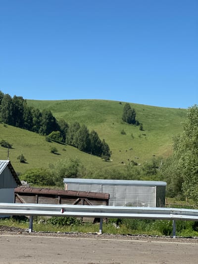 The image depicts a rural landscape in Sarasa, Russia. A rolling green hill dominates the background under a clear blue sky. Numerous trees are scattered across the hillside and in a dense cluster on the left side. Several cows are visible grazing on the green slopes, some appearing as dark specks from a distance. In the foreground, a silver-colored metal guardrail runs horizontally across the scene, separating a paved road from the grassy embankment behind it. To the left of the guardrail, a portion of a building with a corrugated metal roof and white walls is visible. Behind the guardrail, to the right of this building, are two long, low structures covered in gray metal sheeting, likely agricultural buildings or shelters. Between these structures and the guardrail, there is dense green vegetation.