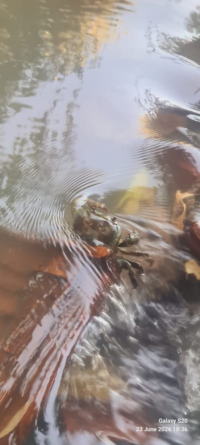 A crab is partially submerged in water, its claws visible above the surface. The water is slightly disturbed, creating ripples that radiate outwards from the crab. Some fallen leaves, likely from a tree, are also in the water, adding to the natural setting. The image appears to have been taken outdoors, with natural light. The overall scene is one of natural wildlife interaction with its environment. Visible text in the image indicates it was taken with a "Galaxy S20" on "23 June 2026 18:36". The location context is Ortaca, Turkey.