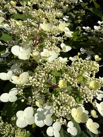 The image depicts a close-up view of white and pale yellow hydrangea flowers, with some buds still tightly closed, amidst dark green foliage. The flowers are clustered on stems, some of which are visible as reddish-brown. The lighting suggests it is daytime, with sunlight casting shadows on the petals and leaves. The scene appears to be in a garden or natural setting, characteristic of a location like Залесье Снт, Russia. There are no people or animals present in the image.