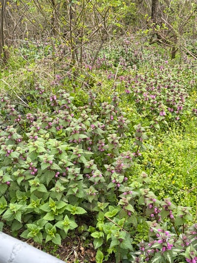 The image shows a ground-level view of a vegetated area, potentially a roadside or edge of a wooded area. The dominant plants appear to be Lamium purpureum (purple dead-nettle) with distinctive purple flowers and green leaves. The location is unknown and there is no definitive evidence to place the scene in Bratsigovo, Bulgaria. There are no visible people in the image. The environment includes other green vegetation, some bare branches of shrubs or trees in the background, and a hint of a white structure in the bottom right corner of the image.