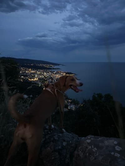 The image shows a dog in the foreground, looking up and to the left with its mouth open. The dog appears to be a medium-sized breed with light brown fur and a darker muzzle. It is wearing a red collar and a white harness. Behind the dog, a city skyline at night is visible, with numerous lights illuminating the buildings. The city is situated along a coastline, with mountains or hills in the background. The sky is dark blue and filled with dramatic, cloudy formations, suggesting it is either dusk or pre-dawn. The overall scene is set outdoors, likely on a hillside overlooking the city. The lighting suggests it is nighttime or twilight. The atmosphere appears energetic due to the dog's excited pose.