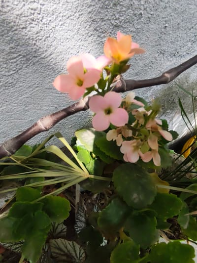 The image shows a close-up view of small, delicate flowers, predominantly in shades of pink and a soft orange-pink hue, blooming from a plant. These flowers have multiple petals and are clustered together on slender stems. They are set against a textured, light-colored wall, possibly an exterior surface, which is illuminated by sunlight, creating dappled shadows. A dark, bare branch extends horizontally across the upper portion of the frame, passing behind the flowering stems. The lower part of the image features lush green foliage, some leaves are broad and round with serrated edges, while others are more elongated and grass-like. The overall scene appears to be outdoors, in a setting that could be a garden or a balcony, possibly in the city of Panjakent, Tajikistan. There are no people visible in the image.