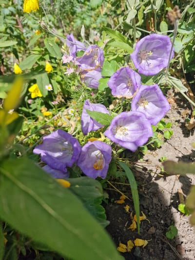 The image shows a cluster of purple bellflowers in bloom, set against a background of green foliage and dark soil. Several of the bellflowers are prominently displayed, with their delicate, trumpet-shaped petals unfurled. Some of the flowers are tinged with white on the inside, and their yellow stamens are visible. Scattered among the purple blooms are smaller pink flowers and bright yellow wildflowers. The scene appears to be outdoors, likely in a garden or meadow, bathed in bright sunlight, suggesting a clear day. The presence of fallen yellow petals and some dried plant matter hints at the natural environment of the flowers. The overall impression is one of natural beauty and a vibrant summer day. There is no visible text in the image.