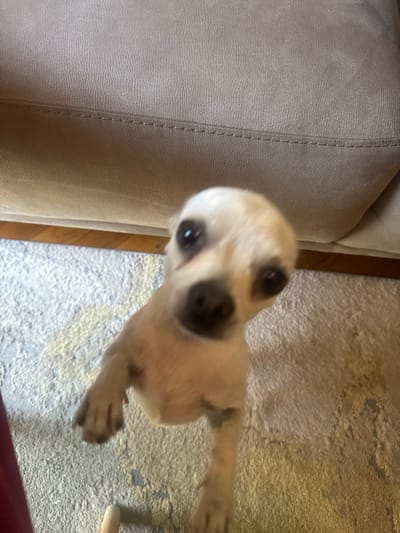 This image portrays an indoor domestic scene. The central subject is a small, light-furred canine, consistent with a Chihuahua breed, positioned on its hind legs with forepaws elevated. Its head, featuring prominent dark eyes, is slightly tilted towards the viewer. The immediate ground surface is a light-toned, textured carpet or rug with subtle darker patterns. Behind the animal, a light beige upholstered furniture item, possibly a sofa, is visible, defined by distinct stitching lines. A narrow strip of wood flooring separates the carpet from the furniture. In the lower-left quadrant, a portion of a dark red fabric object and a light-colored, elongated object, consistent with a human digit, are partially visible. The precise location within Ciudad Victoria, Mexico, is not discernible from the provided visual data.