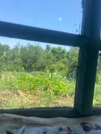The image depicts a view through a dirty window pane, framing a bright, sunny outdoor scene. In the foreground, the weathered, dark teal-painted wooden frame of the window is visible, with one vertical strut and a horizontal bar intersecting near the center. The window itself is smudged and dusty, with several small dark spots that appear to be dirt or water stains. Below the frame, a blurry newspaper or similar printed material is visible.
The outdoor scene beyond the window is lush and green, dominated by abundant vegetation. Tall reeds and grasses are present, along with a dense patch of vibrant green plants in the middle ground. Further back, a line of various trees forms a natural backdrop, their foliage a rich green under the clear blue sky. A faint, hazy white object, possibly a bird or a distant cloud, is visible against the sky. The overall impression is of a natural, somewhat wild environment on a clear day.
The image does not contain any specific landmarks or details that would allow for precise identification of its location within the city of Panfilov, Kyrgyzstan.