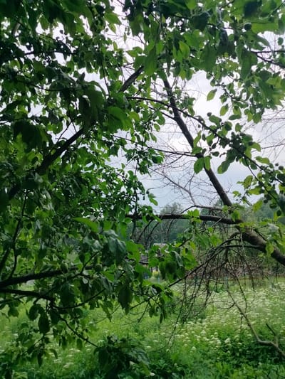 An outdoor, ground-level medium shot captures a dense canopy of green leaves from tree branches in the foreground, obscuring much of the sky which is overcast with a pale, hazy light. Sparse, bare branches and twigs are interspersed with the foliage, some appearing dead or dried out. In the midground, a field of small, white wildflowers stretches out, creating a textured contrast against the darker greens. Beyond the field, a line of trees forms a dark, green backdrop, and a hint of a building with a light-colored roof is visible through the foliage on the far left. The overall scene suggests a natural, possibly rural setting within the Дзешчанскі сельскі Савет, Belarus.