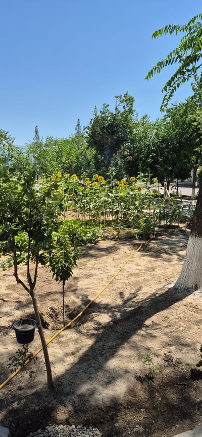 The image captures a sunny outdoor scene in Ashgabat, Turkmenistan, likely a residential garden or a park. The foreground features a young tree with green leaves and a black pot hanging from its trunk. A yellow hose snakes across the dusty ground, casting a shadow from the tree. Behind this, a vibrant patch of sunflowers stands tall, their yellow petals reaching towards the clear blue sky. The background is filled with lush green trees and foliage, suggesting a well-maintained green space. A building is partially visible in the far left, hinting at the urban context. The overall impression is one of a peaceful summer day, showcasing the natural beauty of Ashgabat.