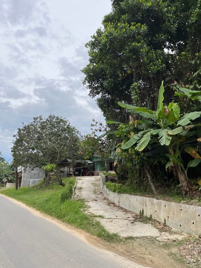 The image depicts a roadside scene in Rantau Pauh, Indonesia. The foreground is dominated by a gray asphalt road with a sandy shoulder. Adjacent to the road is a concrete structure, possibly a drainage channel or a low wall, lined with green grass and scattered dry leaves.

Beyond the concrete structure, the scene opens up to a lush, green environment. Several trees, including banana trees with their characteristic large leaves, are visible. In the background, there are glimpses of buildings, one with a green roof, suggesting a residential or semi-rural area. The overall impression is one of a tropical, verdant landscape.

The sky is overcast with gray clouds, indicating a cloudy day. The lighting suggests it could be daytime, possibly late morning or afternoon, given the diffused light. There are no people explicitly visible in the image, but the presence of buildings and the road hints at human activity in the area. The image is oriented vertically, with the top of the trees appearing on the left side of the frame and the road on the right. There is no visible text in the image.