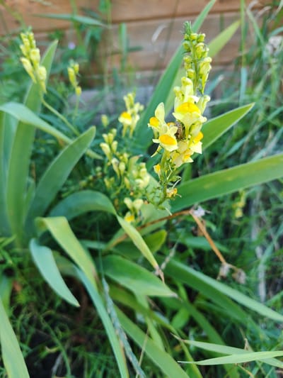 The image shows a close-up of yellow flowers with a small insect, possibly a bee, on one of the petals. The flowers are part of a larger plant with long, green leaves. The background is blurred, showing more greenery and a wooden fence. The setting appears to be a garden or natural area. The image was taken in Sosnovyy Bor, Russia.