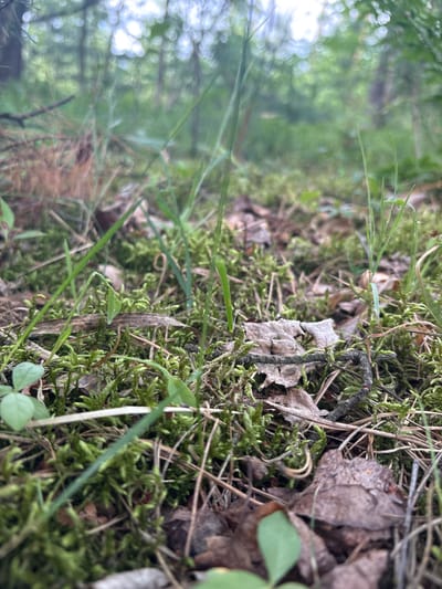 The image depicts a low-angle, close-up view of the forest floor in Remiszówka, Poland. The ground is covered in a thick layer of green moss, interspersed with fallen brown leaves and dry pine needles. Several blades of green grass and other small plants emerge from the mossy carpet. A thin, dark twig lies across the foreground, partially obscured by moss and leaves. In the background, the scene is blurred, showing a dappled forest setting with indistinct trees and patches of sunlight filtering through the canopy. No people or animals are visible. The overall impression is one of a natural, undisturbed woodland environment.
